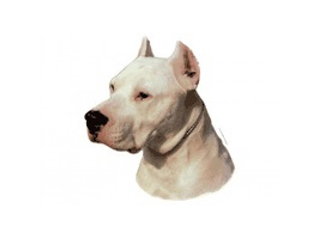 DOGO ARGENTINO STOR DEKAL