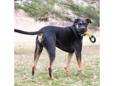 KONG JAXX BRAIDED TUG LARGE
