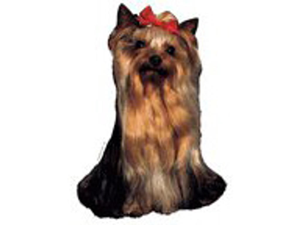 KW YORKSHIRE TERRIER 8 CM / 4 STK