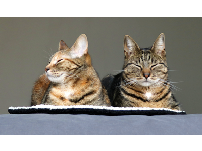 D&D CAT - MAEVE Tæppe Ø50 cm. Sort/Beige