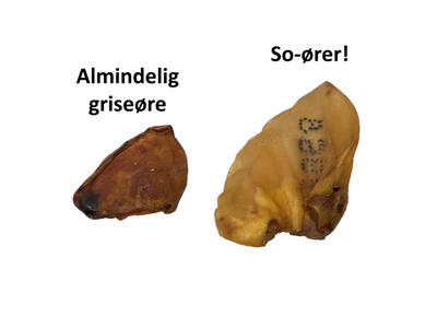 So-øre ps. á 50 stk.