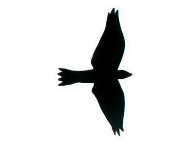 3 Rovfuglesilhuette