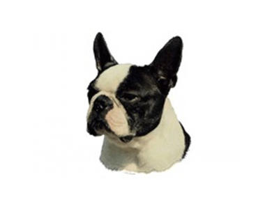 BOSTON TERRIER MINI DEKAL PS/4
