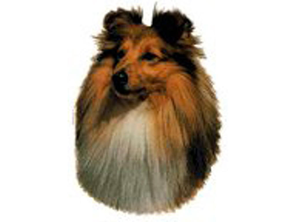 KW SHETLAND SHEEPDOG 8.5 CM / 4 STK
