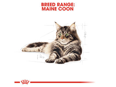 Royal Canin Maine Coon Adult 10 kg – Tørfoder til voksne Maine Coon katte