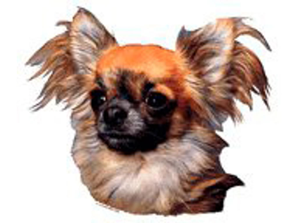 KW CHIHUAHUA LANGHÅR 7 CM / 4 STK
