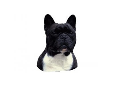 FRANSK BULLDOG MINI DEKAL PS/4
