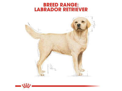 BHN Labrador Retriever 12 KG