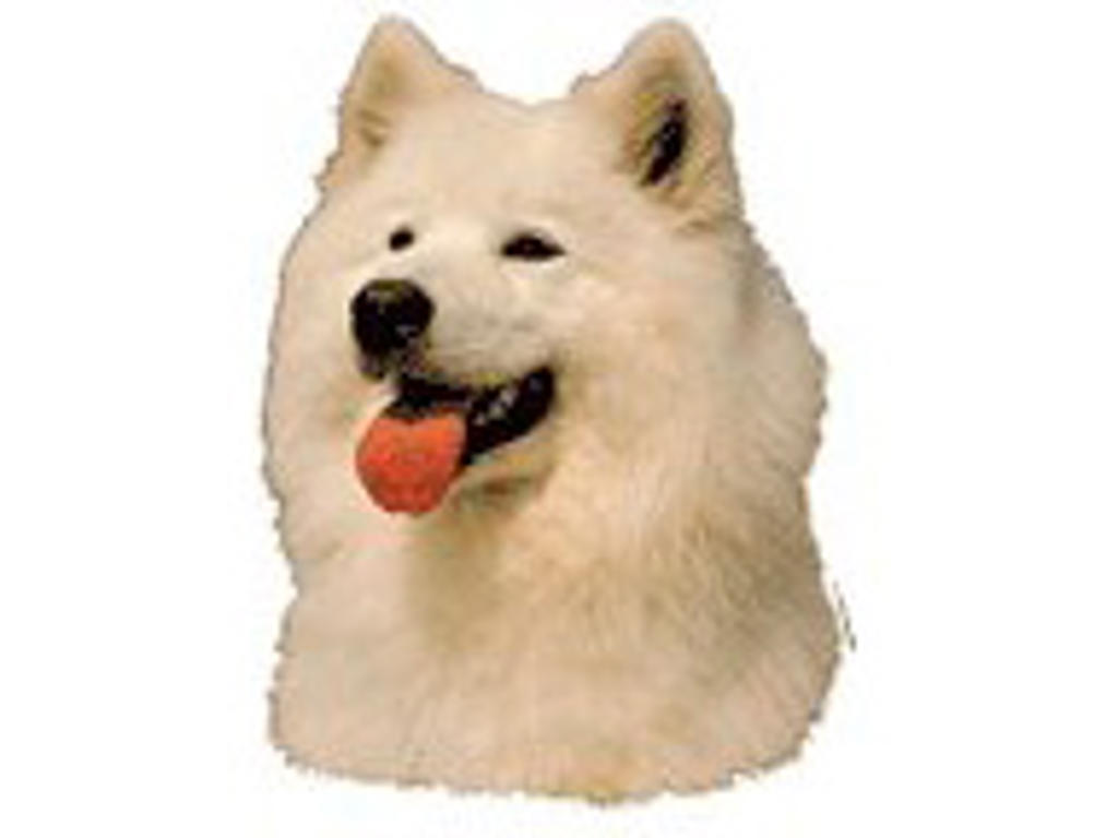 KW SAMOYEDE 8 CM / 4 STK