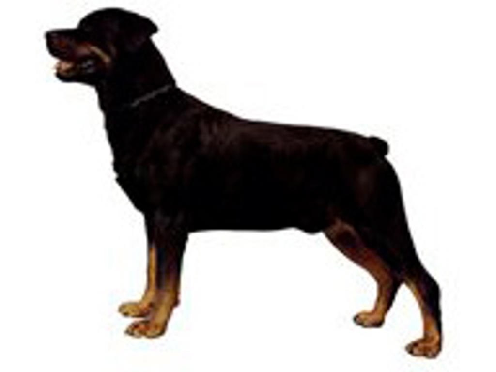 KW ROTTWEILER  5.5 CM / 4 STK