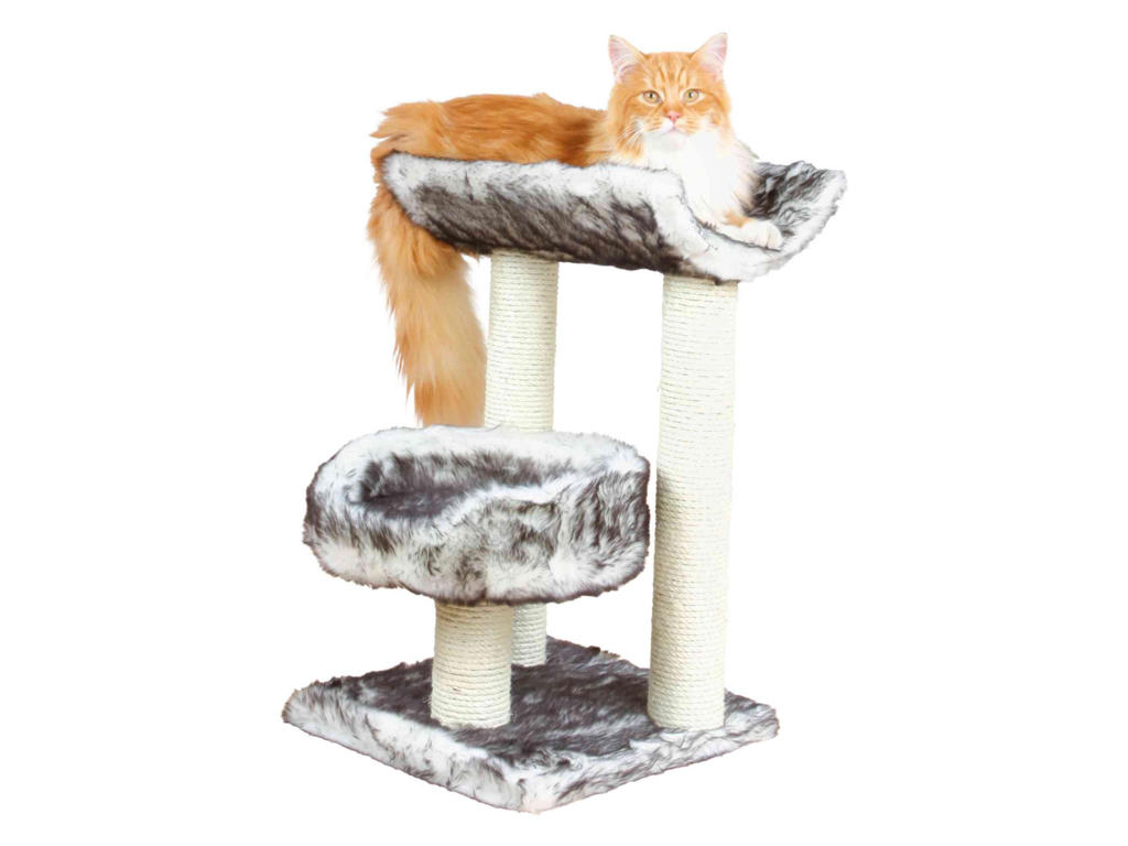 Isaba kradsetræ, 62 cm