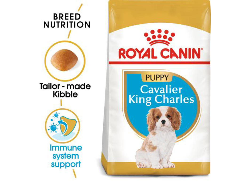 BHN CAVALIER KING CHARLES JUNIOR 1,5 KG