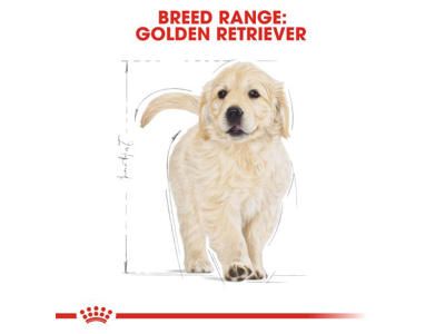 BHN Golden Retriever Junior 12 KG