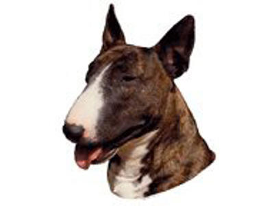KW BULL TERRIER 8.5 CM / 4 STK