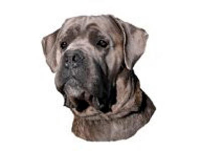 KW CANE CORSO 9 CM / 4 STK