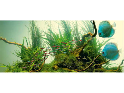 High-Lite Nature 438 mm/24 watt T5