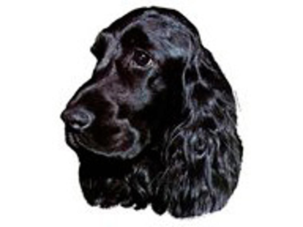 KW ENGELSK COCKER SPANIEL SORT 8 CM / 4 STK