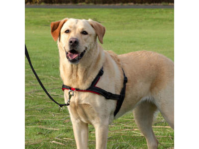 Led´n Walk M-L, sort