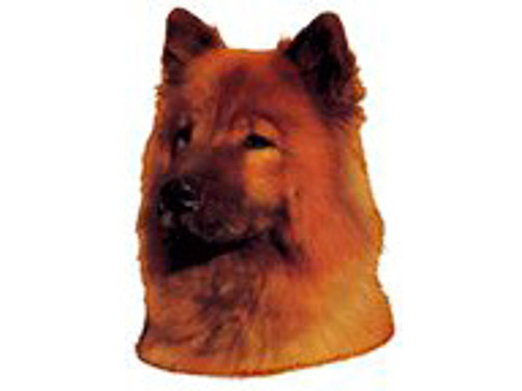 KW EURASIER 7.5 CM / 4 STK