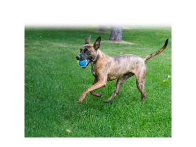 KONG AIRDOG SQUEAKER ULTRA 2PACK L Ø8CM
