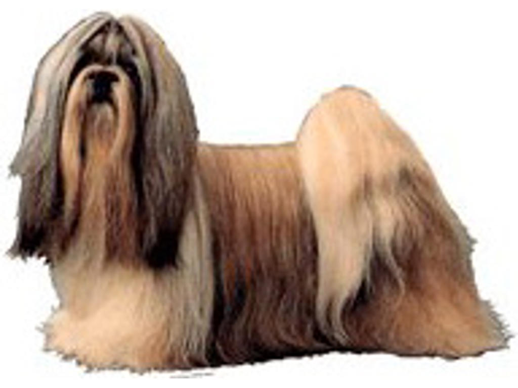 KW SHIH TZU 6.5 CM / 4 STK