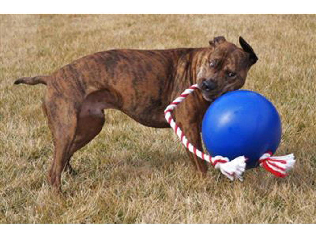 TUGGO 7" Grøn Ø18 cm – Robust Aktiveringslegetøj til Hund