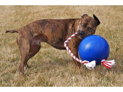 TUGGO 7" Grøn Ø18 cm – Robust Aktiveringslegetøj til Hund