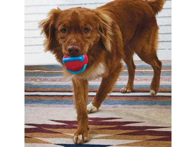 Kong jaxx brights ball mix L. Ø7,5CM