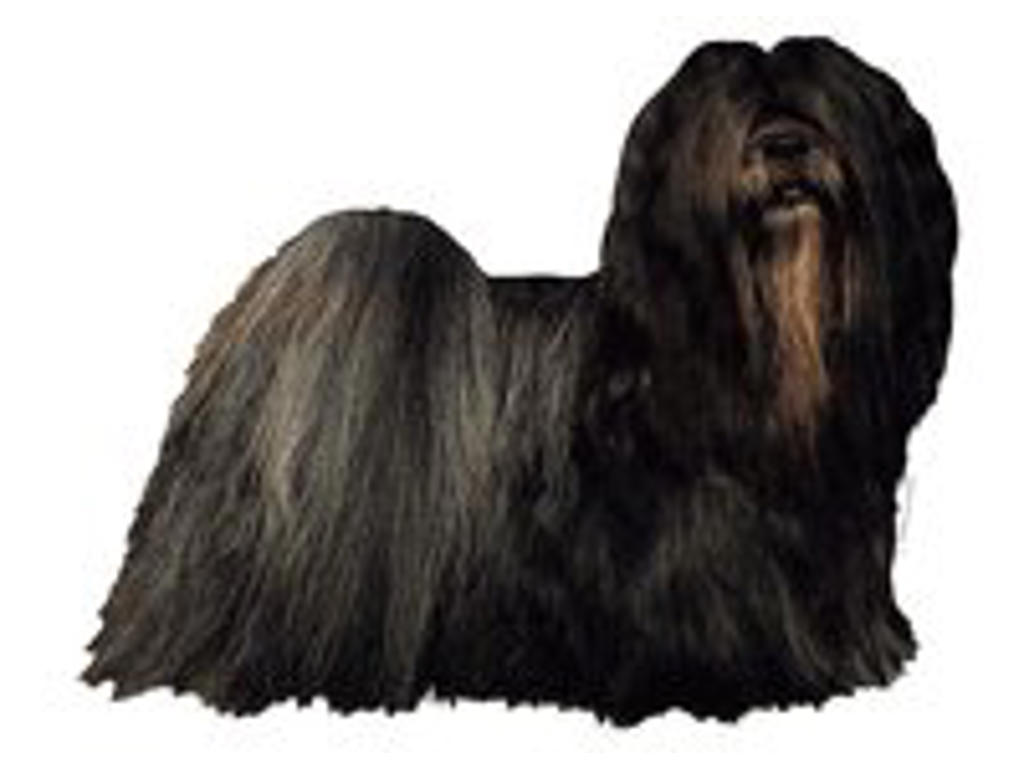 KW LHASA APSO 5.5 CM / 4 STK