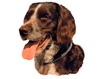 KW KLEINER MUNSTERLÆNDER 17  CM / 2 STK