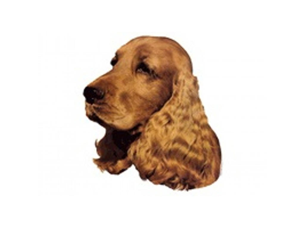 ENG. COCKER SPANIEL RØD STOR DEKAL