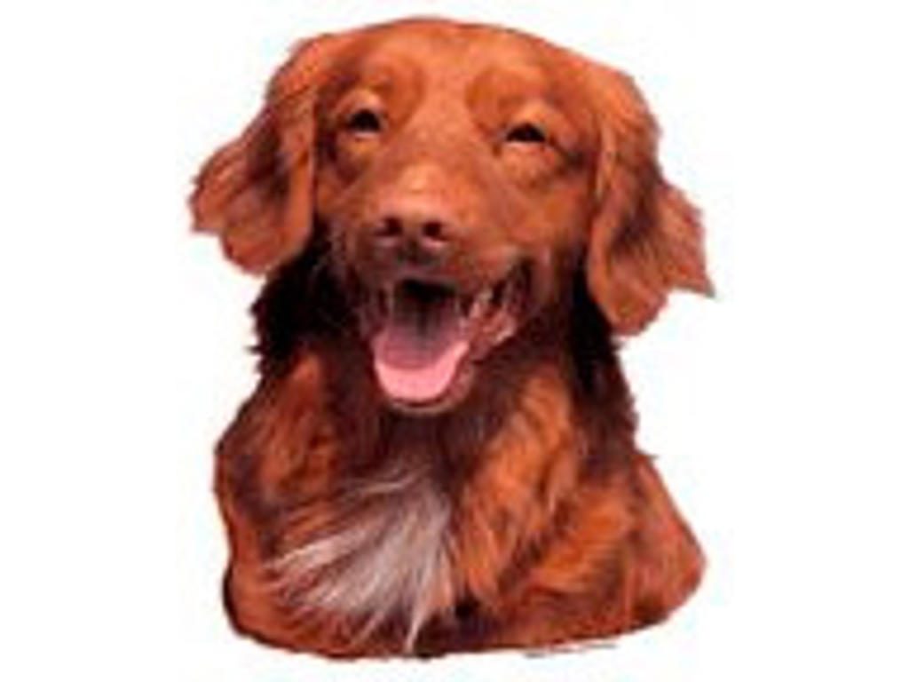 KW TOLLER RETRIEVER 8 CM / 4 STK