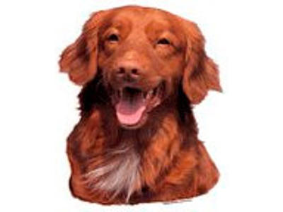 KW TOLLER RETRIEVER 8 CM / 4 STK
