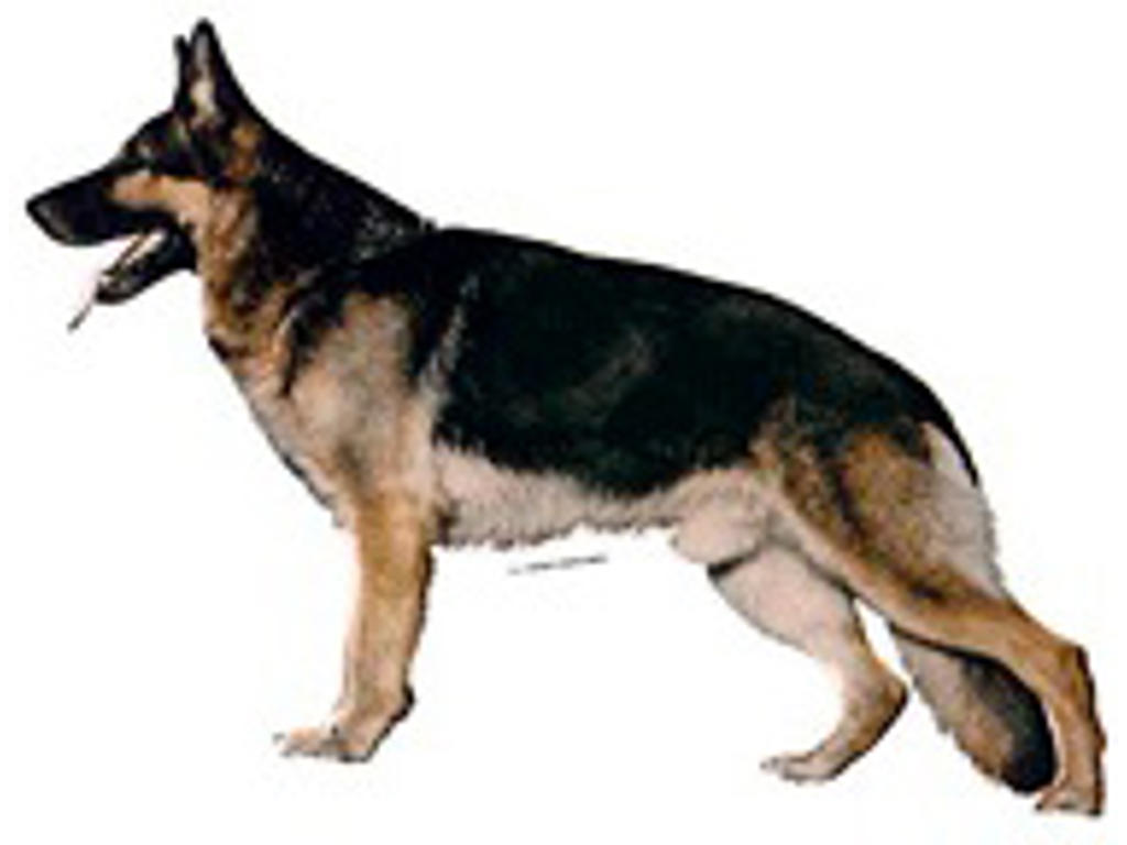 KW DEKAL SCHÆFER MINI