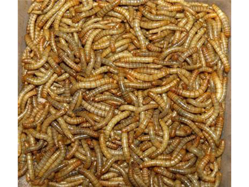 PetTime tørret melorm ca. 1 kg.