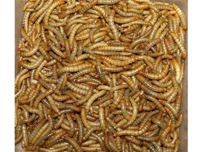 PetTime tørret melorm ca. 1 kg.