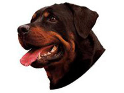 KW DEKAL MINI ROTTWEILER