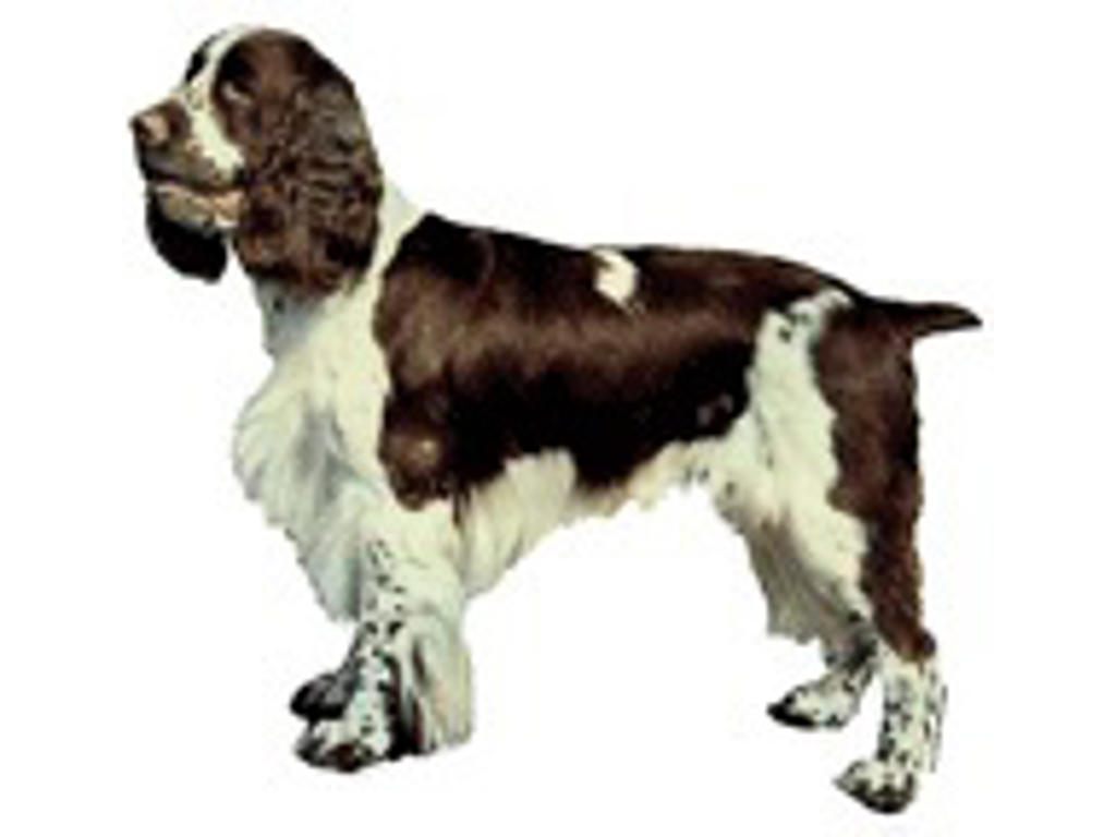 Dekal stor springer spaniel