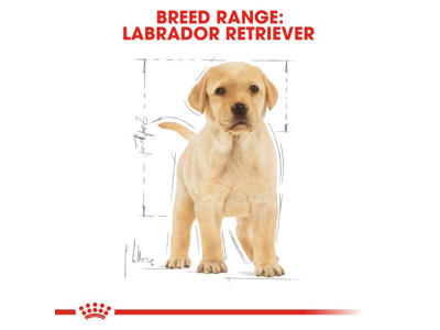BHN Labrador Junior 12 KG