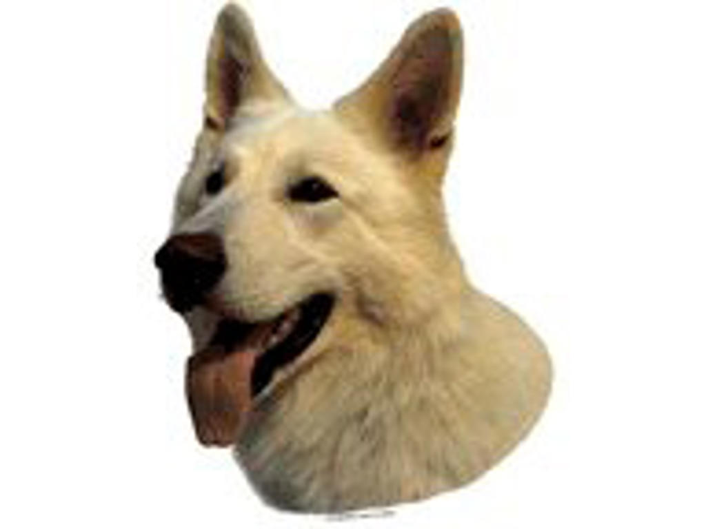 KW HVID SCHWEIZISK HYRDEHUND 8 CM / 4 STK