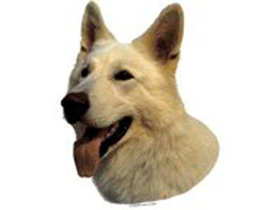 KW HVID SCHWEIZISK HYRDEHUND 8 CM / 4 STK