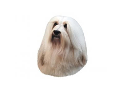 BICHON HAVANESE STOR DEKAL