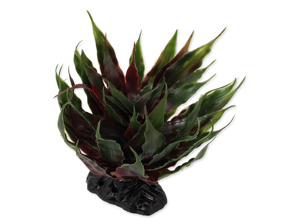 Plante Sukulent Agave grøn