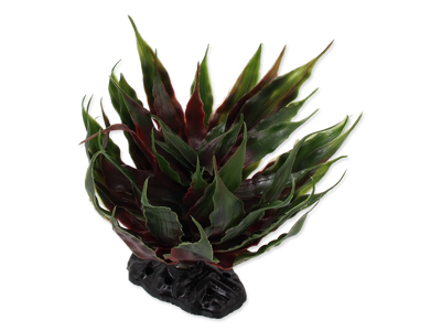 Plante Sukulent Agave grøn