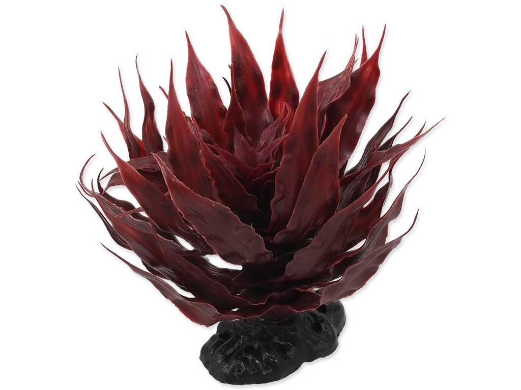 Plante Sukulent Agave rød