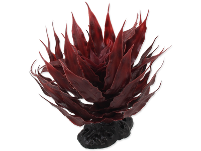 Plante Sukulent Agave rød