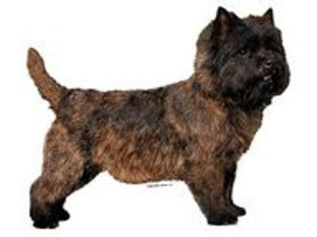 KW CAIRN TERRIER 5.5 CM / 4 STK
