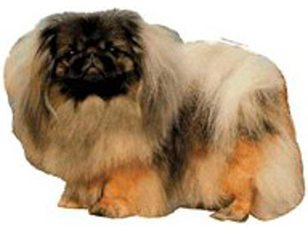 KW PEKINGESER 5.5 CM / 4 STK