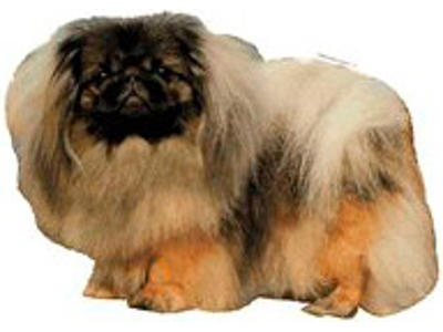 KW PEKINGESER 5.5 CM / 4 STK