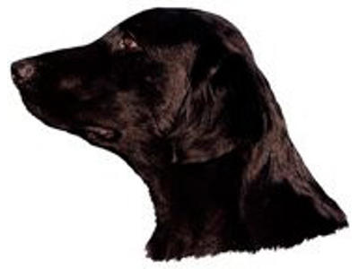 KW DEKAL FLAT-COATED RETRIEVER LILLE